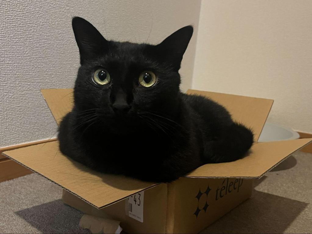 teleep_cat2